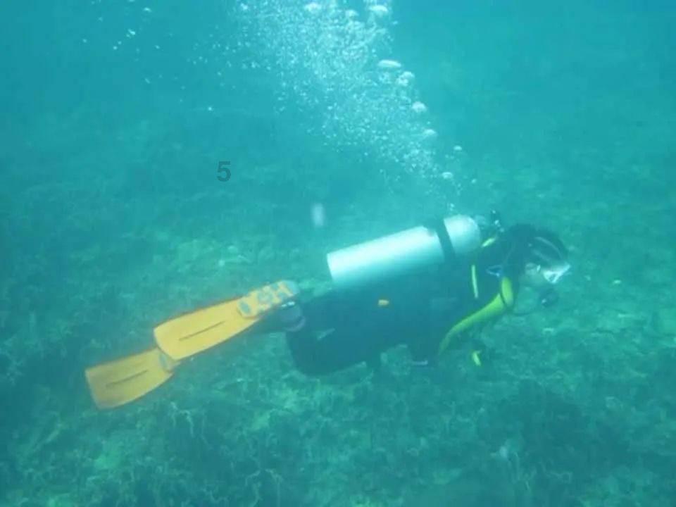 寻找奈良树花